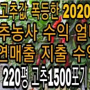 ﻿고추농사 220평 고추수익 연매출과 지출 공개 이미지