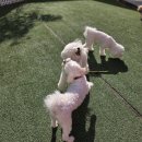 스테이 레브 | 부천 롯데백화점 강아지호텔 앙쥬레브 애견호텔&amp;애견유치원 부천점 내돈내산 후기