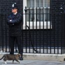영국 총리 관저의 수석수렵보좌관 고양이 이미지