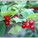 앵두나무우물가에 이미지