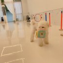 베벌리 도그 이미지