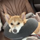 야옹아 멍멍해봐 이미지