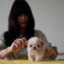 루루퍼피 이미지