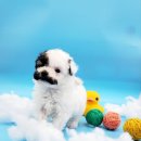 멍스타 김포강아지 분양 이미지