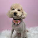 멍헤어 애견미용실 이미지