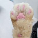 고양이미용호텔_미야옹 이미지