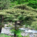 송화 농장 이미지