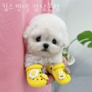 강남켄넬 이미지