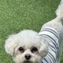 워너비독 이미지