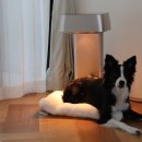 레이 펫 이미지