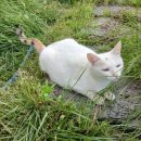낭만고양이 - 고양시 덕양구 삼송로 240 | 낭만고양이