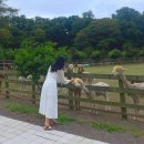 착한아이들 | 제주도 애월 가볼만한 곳 도치돌알파카목장 주차 입장료 내돈내산 솔직후기
