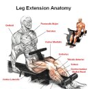 Leg Extension 바로알기= 글: muscle &amp; fitness 이미지