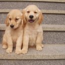 흥부와놀부 이미지