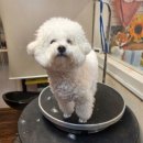 사월의 그루밍 이미지