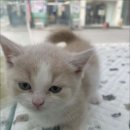 더 반려 강아지분양 고양이분양 잠실본점 이미지