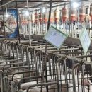 성산종돈장 이미지