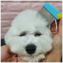 꽃피는견생 인천애견유치원 | 가좌동애견유치원 추천 인천애견유치원 꽃피는견생 만족이용후기