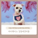 마이제이스 | 마이제이스 : 강동구 재방문 애견미용 내돈내산 후기