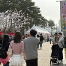 벚꽃약국 이미지