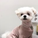 카페거리 동물병원 동행 이미지