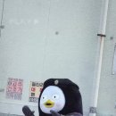 펭수 졸귀ㅋㅋ(redred) 이미지