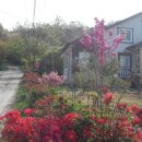 대파니 힐링팜 이미지