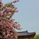 타이어프로보라매점 | 서울 겹벚꽃 숨은 명소 국회의사당 사랑재 겹벚꽃 개화상태 4월21일