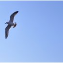 등대김밥 이미지