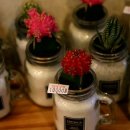 릴리플라워 이미지