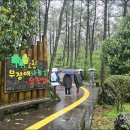 숲속의 섬 | 4/20(일)~23(수) 제주 섬 속의 섬 여행 후기