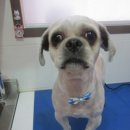 만수동물병원 이미지