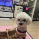 라지독스 이미지