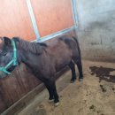 궁평목장 이미지