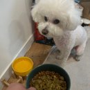 골디리 | 골디리 수제 화식 리뷰 🐶 우리 강아지를 위한 건강한 수제 화식!