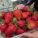 발산 농장 | 경기광주 아이와 가볼만한곳: 율봄 농장 딸기 체험 &amp; 율봄식물원 봄나들이 (ft. 아이와 신나는 하루!)