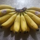 몽키바나나 이미지