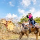 [제주도] 전국출발 11~12월 특별한 특가 이벤트 가을제주 2박3일 노옵션 189000~ 이미지