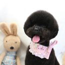 바비애견미용 이미지