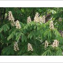 마로니에 이미지