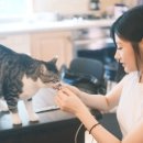 스토리아지트 이미지