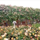 기차마을 장미공원 이미지