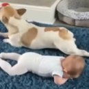 천사강아지 이미지