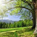 나무와숲한의원 이미지