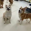 굿댕스쿨 이미지