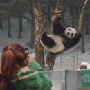 데굴데굴 이미지