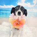 라라그루밍 이미지