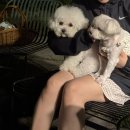 도그하우스 이미지