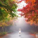 천안 독립기념관 가을 단풍길 3.2km 야간개장 이미지