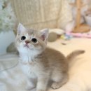 미오미오 고양이분양 이미지